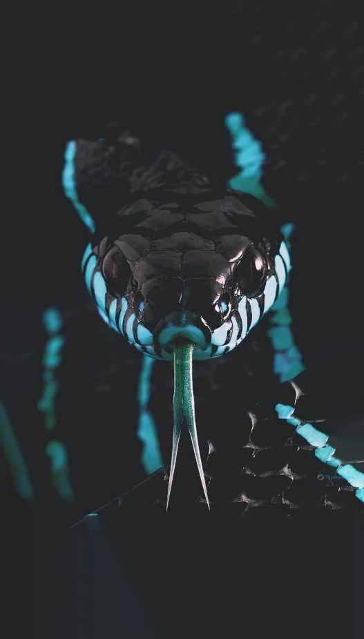 Hình nền con Rắn cho điện thoại