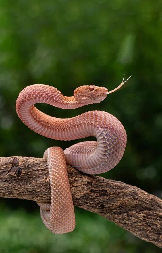 Hình nền con Rắn cho điện thoại