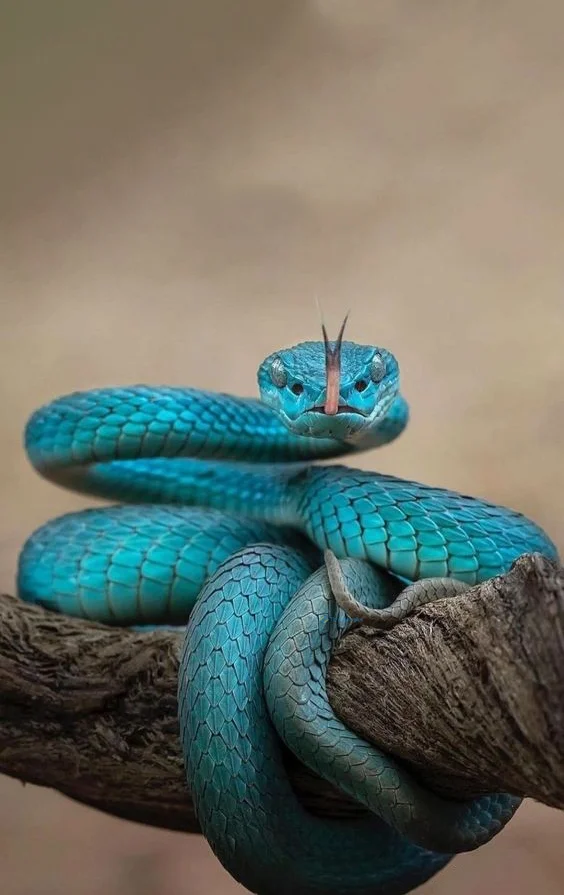 Hình nền con Rắn cho điện thoại