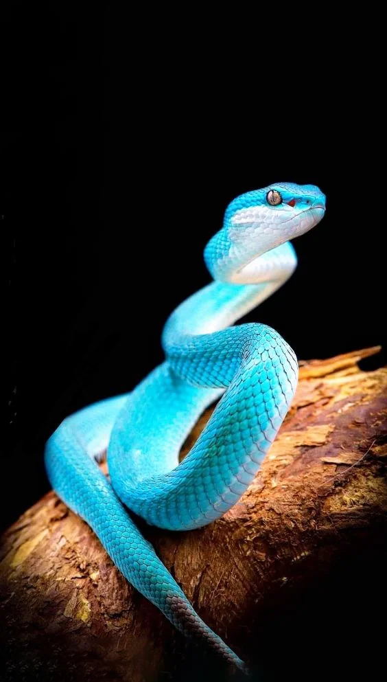 Hình nền con Rắn cho điện thoại