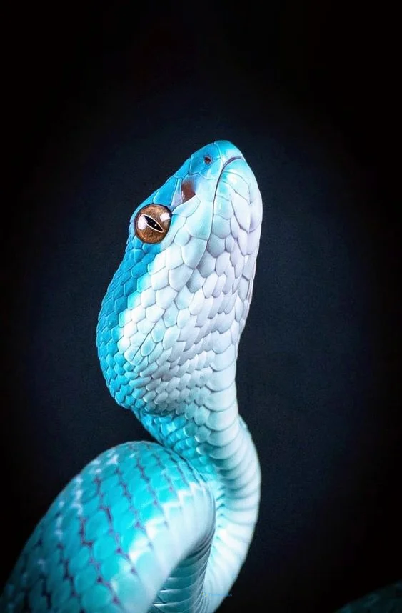 Hình nền con Rắn cho điện thoại