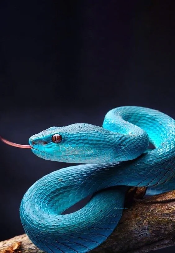 Hình nền con Rắn cho điện thoại