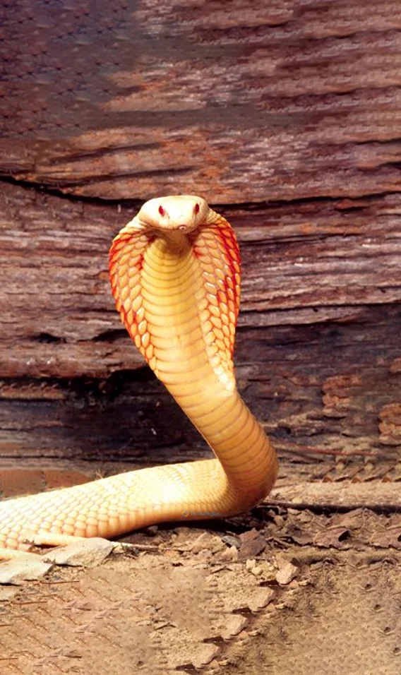 Hình nền con Rắn cute cho điện thoại