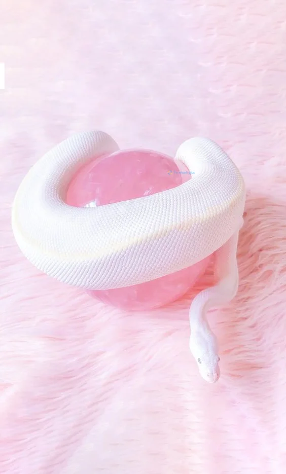 Hình nền con Rắn cute cho điện thoại