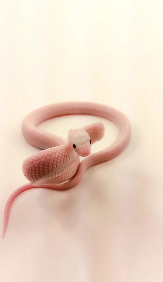 Hình nền con Rắn cute cho điện thoại