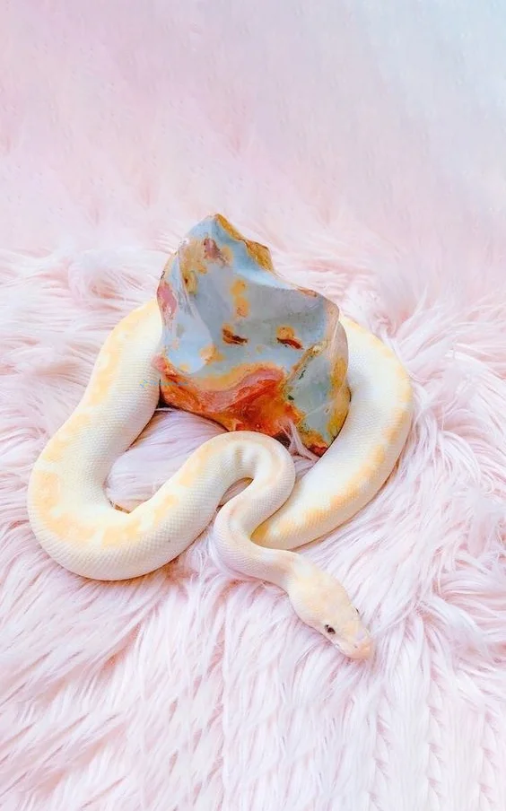 Hình nền con Rắn cute cho điện thoại