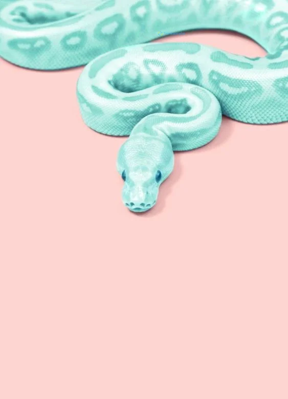 Hình nền con Rắn cute cho điện thoại