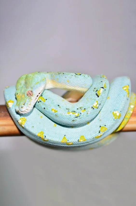 Hình nền con Rắn cute cho điện thoại