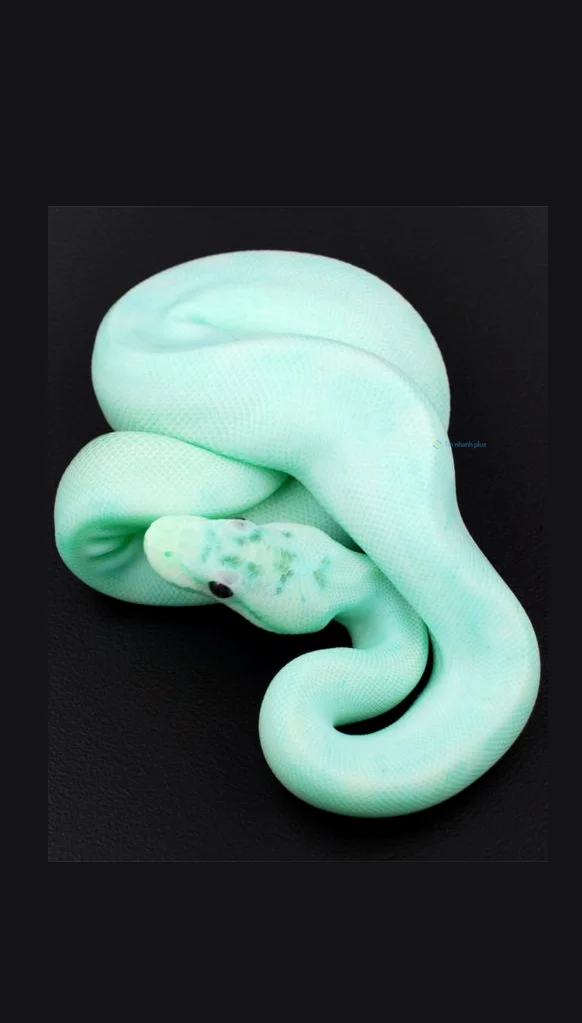 Hình nền con Rắn cute cho điện thoại