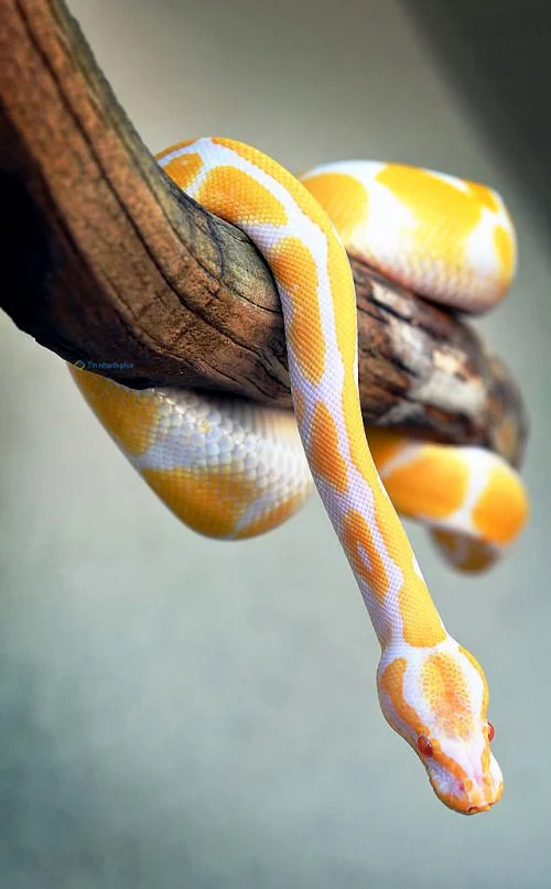 Hình nền con Rắn cute cho điện thoại