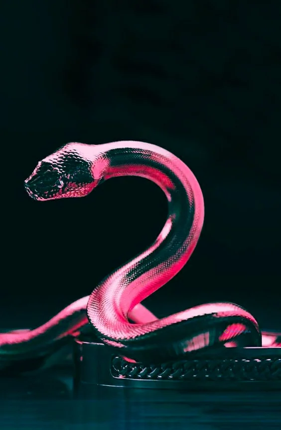Hình nền con Rắn cute cho điện thoại