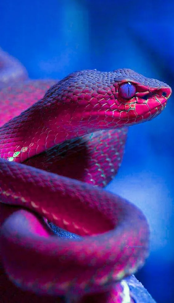 Hình nền con Rắn cute cho điện thoại