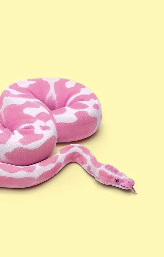 Hình nền con Rắn cute cho điện thoại