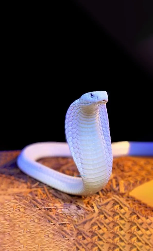 Hình nền con Rắn cute cho điện thoại