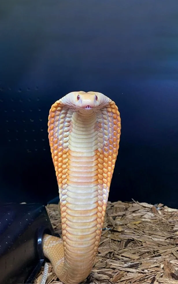 Hình nền con Rắn cute cho điện thoại