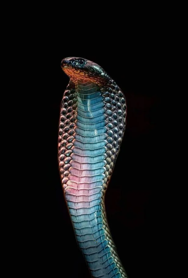 Hình nền con Rắn cute cho điện thoại