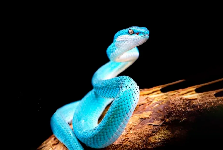 300+ Hình nền con Rắn, con Rắn cute cho điện thoại