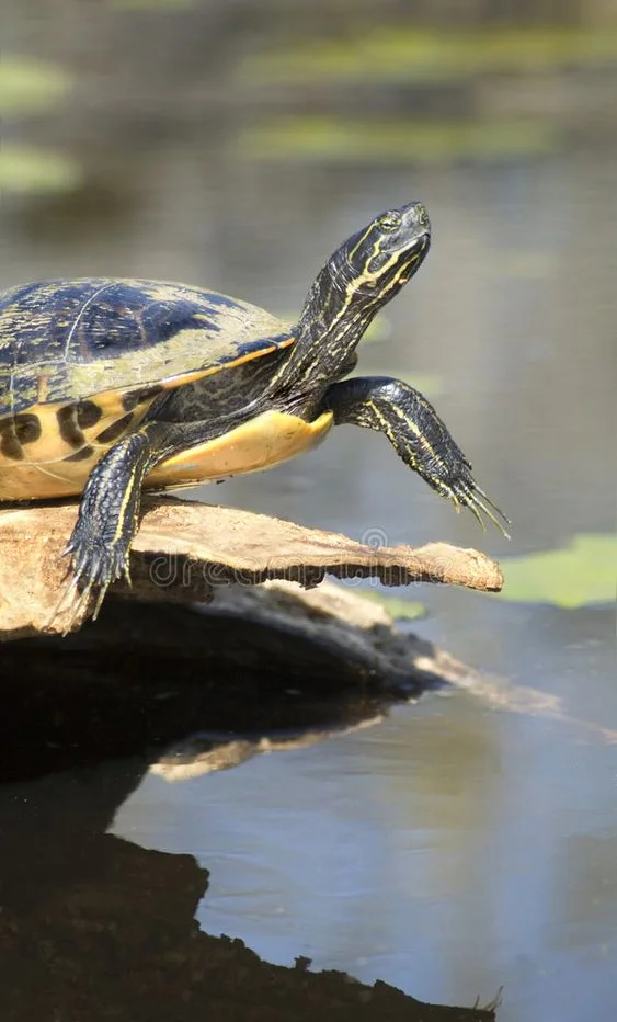 Hình nền con Rùa cho điện thoại