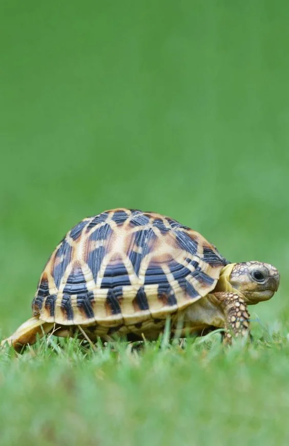 Hình nền con Rùa cho điện thoại