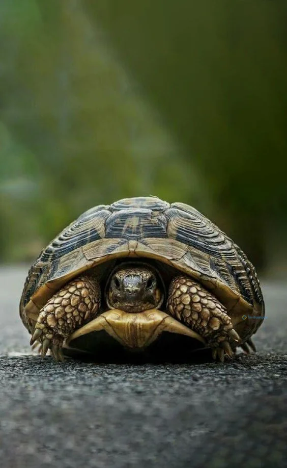 Hình nền con Rùa cho điện thoại