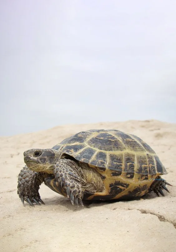 Hình nền con Rùa cho điện thoại