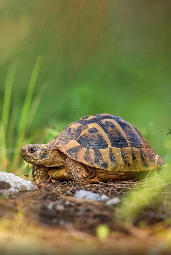 Hình nền con Rùa cho điện thoại