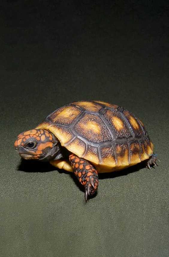 Hình nền con Rùa cho điện thoại