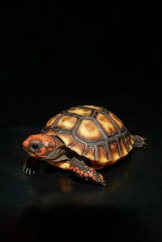 Hình nền con Rùa cho điện thoại