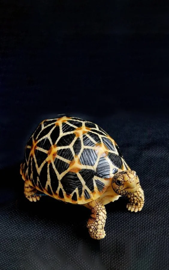 Hình nền con Rùa cho điện thoại