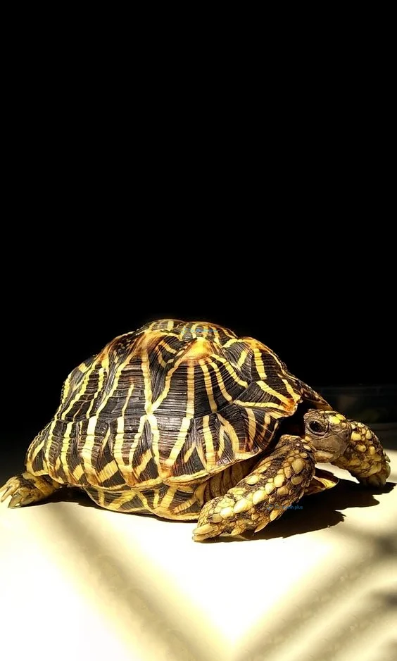 Hình nền con Rùa cho điện thoại