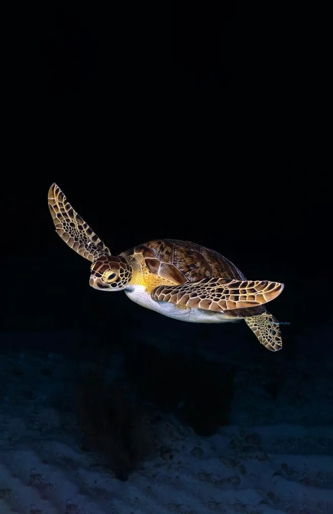 Hình nền con Rùa cho điện thoại