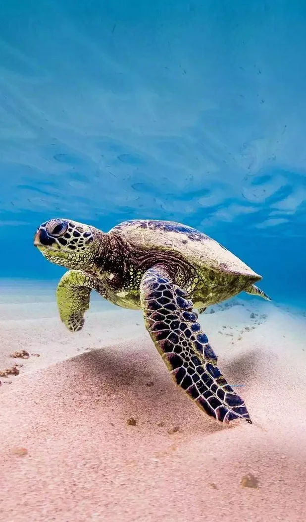 Hình nền con Rùa cho điện thoại