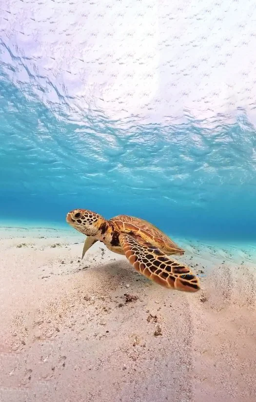 Hình nền con Rùa cho điện thoại