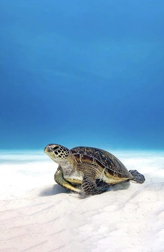 Hình nền con Rùa cho điện thoại