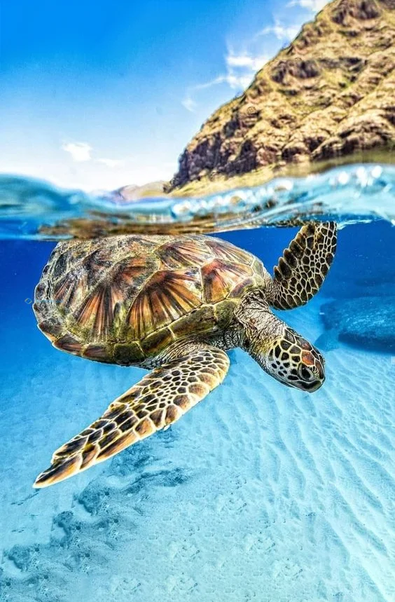 Hình nền con Rùa cho điện thoại