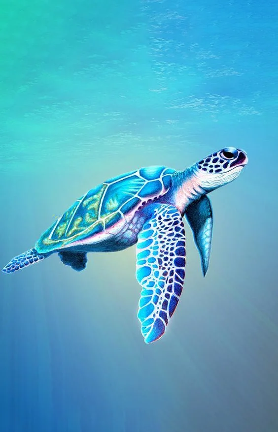 Hình nền con Rùa cho điện thoại