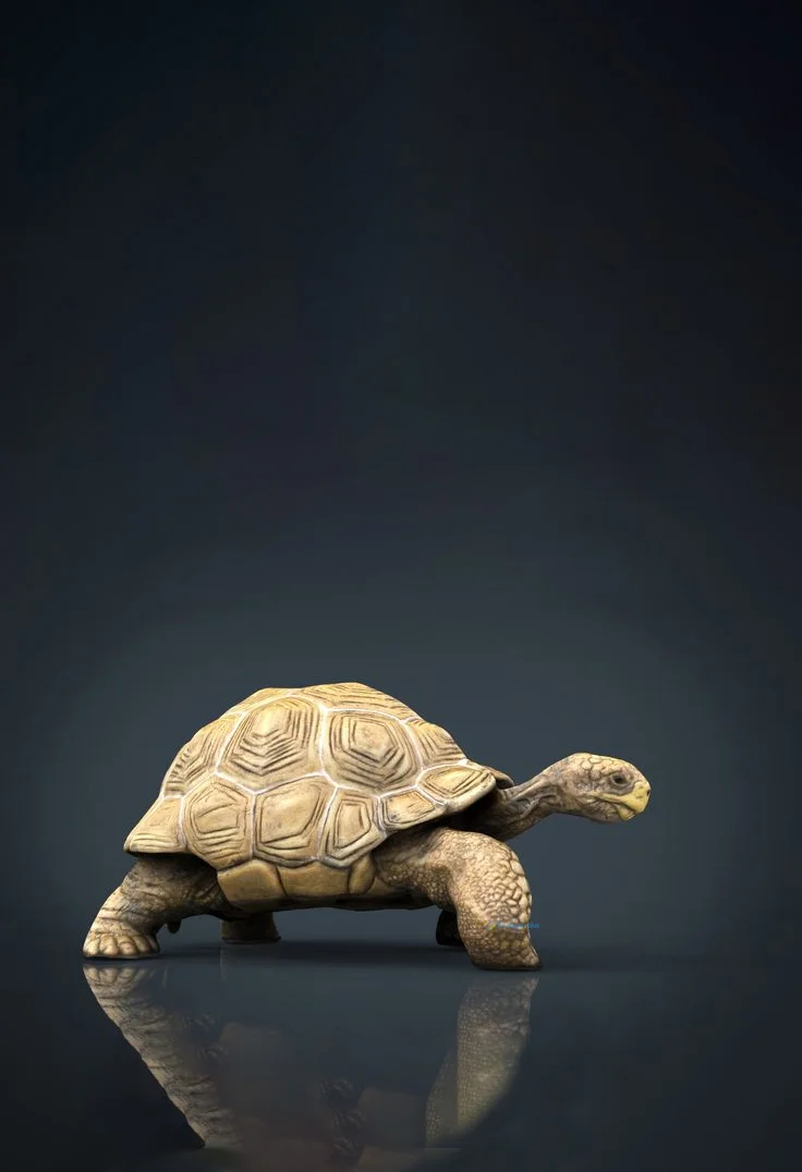 Hình nền con Rùa cho điện thoại