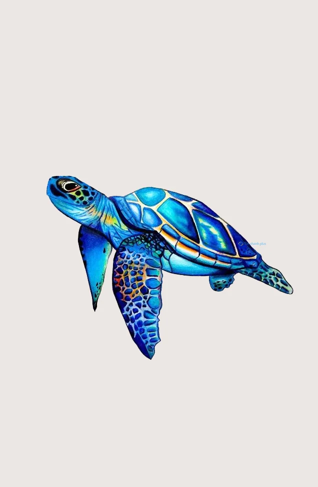 Hình nền con Rùa cho điện thoại