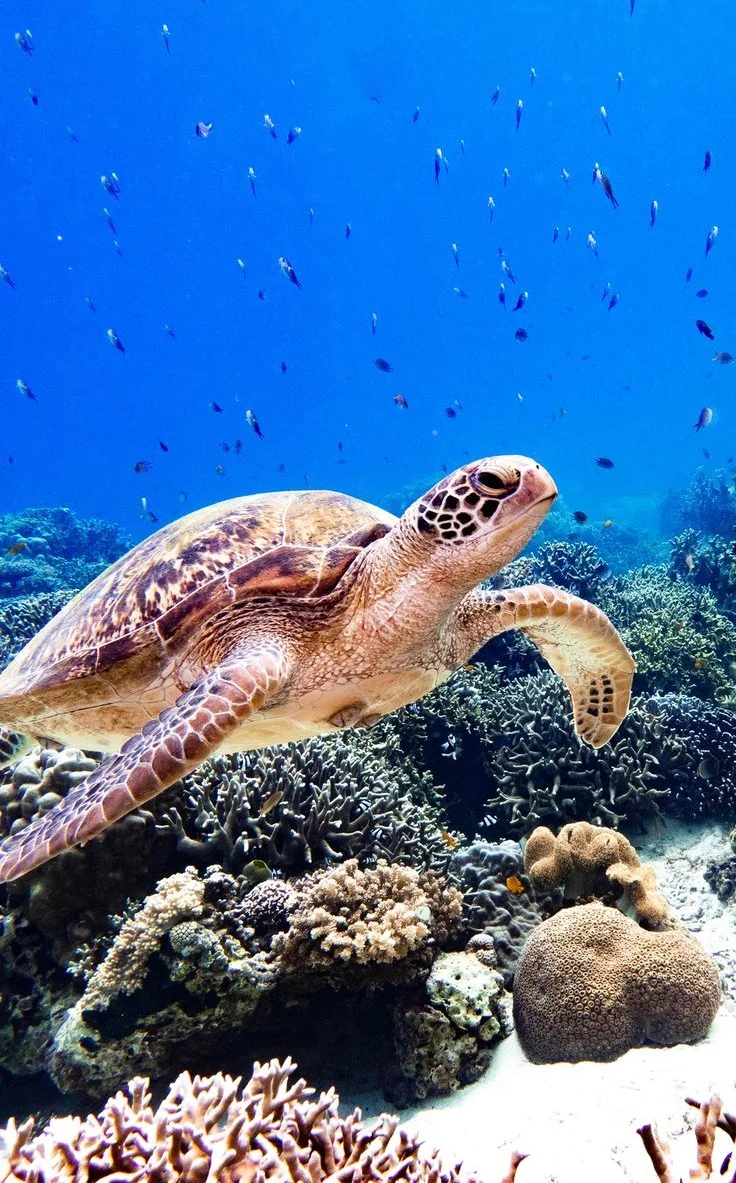 Hình nền con Rùa cho điện thoại