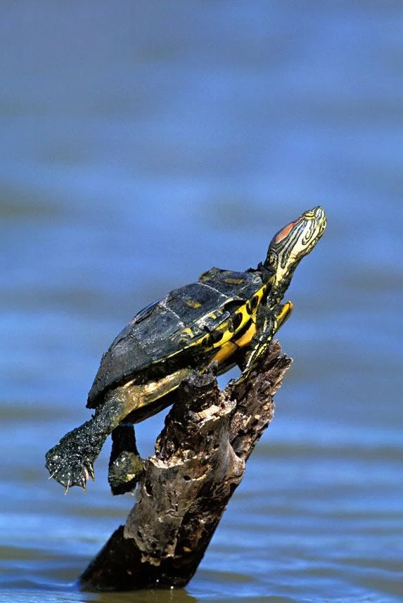 Hình nền con Rùa cho điện thoại