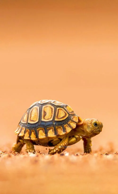 Hình nền con Rùa cho điện thoại