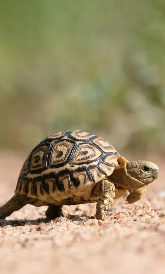 Hình nền con Rùa cho điện thoại