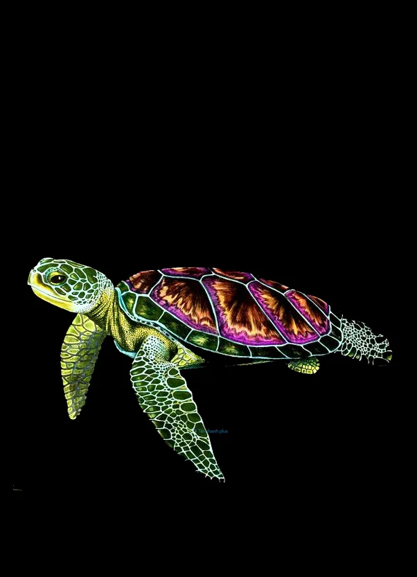 Hình nền con Rùa cute cho điện thoại