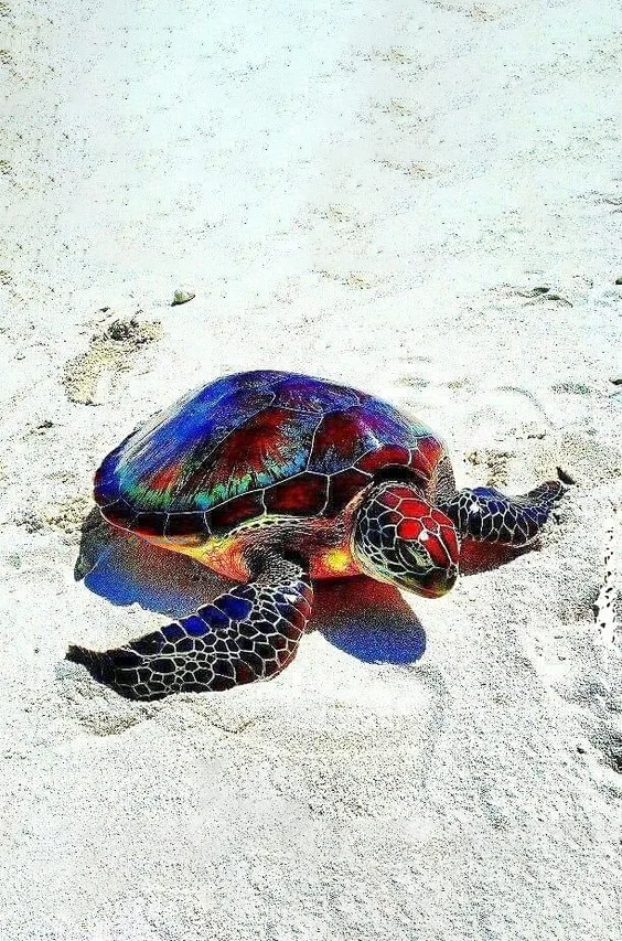 Hình nền con Rùa cute cho điện thoại