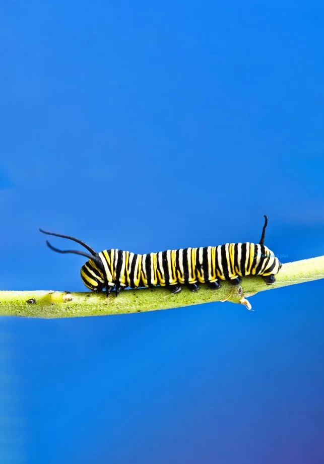 Hình nền con Sâu cho điện thoại