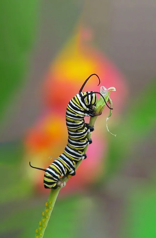 Hình nền con Sâu cho điện thoại