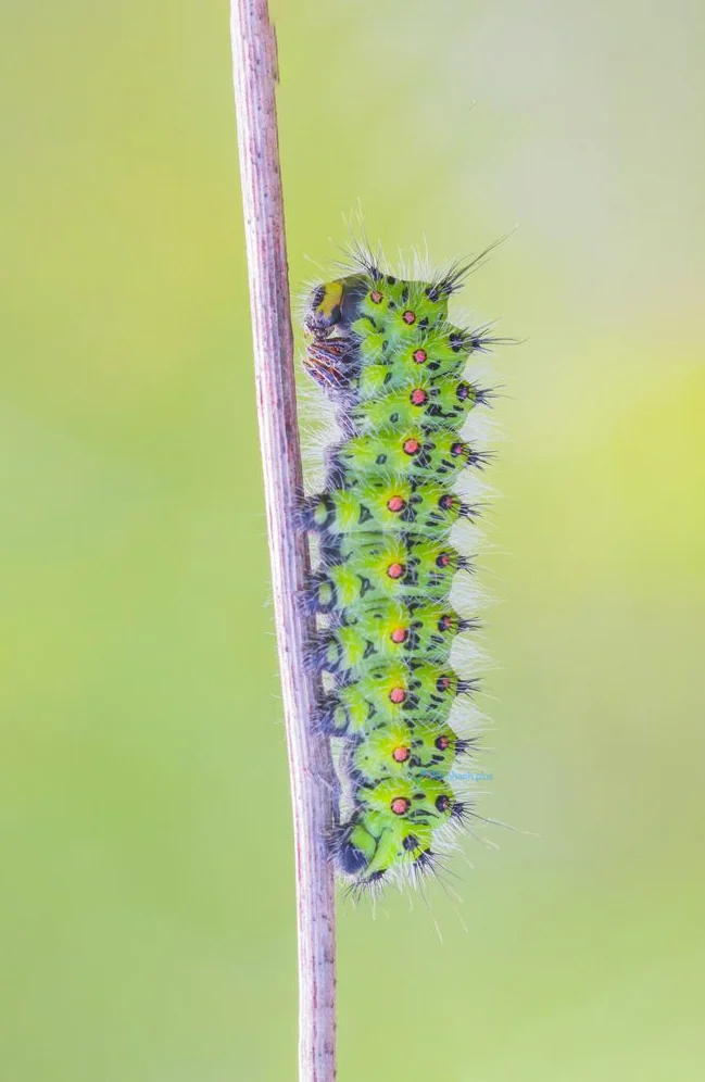 Hình nền con Sâu cho điện thoại