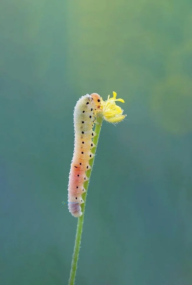 Hình nền con Sâu cho điện thoại