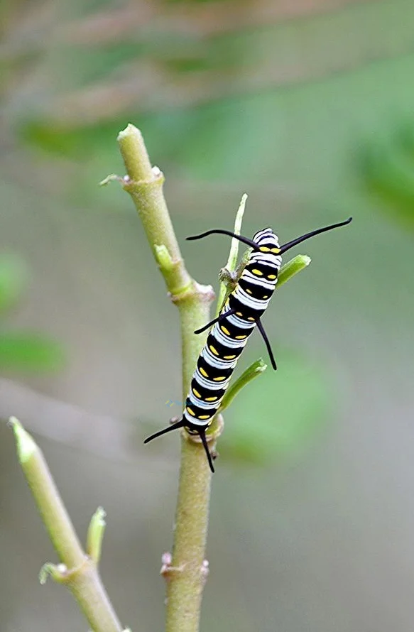 Hình nền con Sâu cho điện thoại