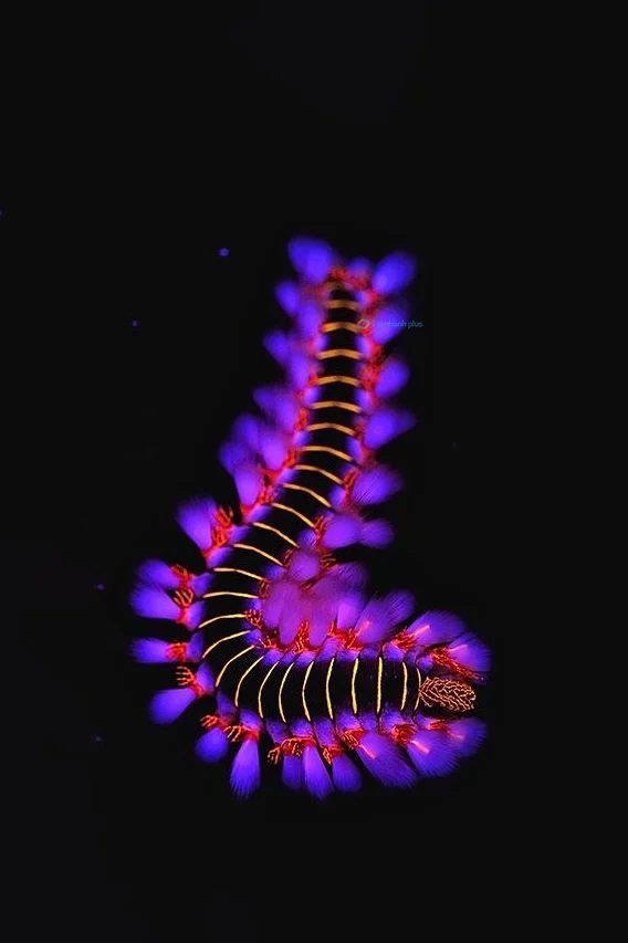 Hình nền con Sâu cho điện thoại